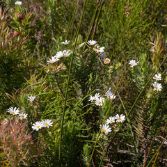 Osmitopsis asteriscoides