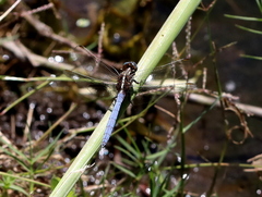 Orthetrum caffrum