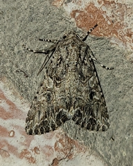 Anarta trifolii