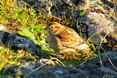 Calcarius ornatus