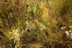 Leucospermum mundii