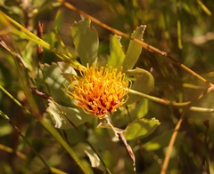 Leucospermum mundii