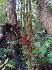 Lemeltonia monadelpha