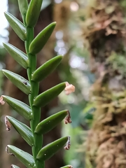 Lemeltonia monadelpha