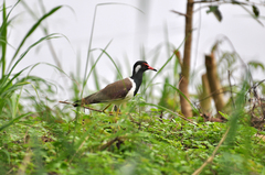 Vanellus indicus atronuchalis