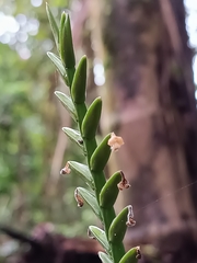 Lemeltonia monadelpha
