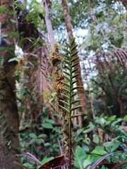 Lemeltonia monadelpha