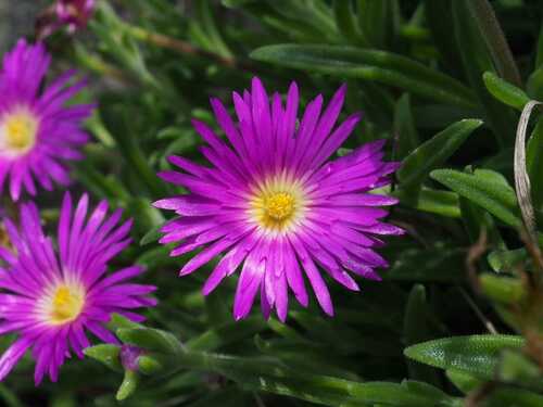 Image of Delosperma carolinense by (c) Andrew Hankey, some rights reserved (CC BY-SA)
