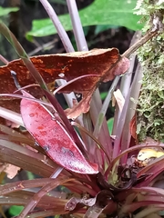 Lemeltonia monadelpha