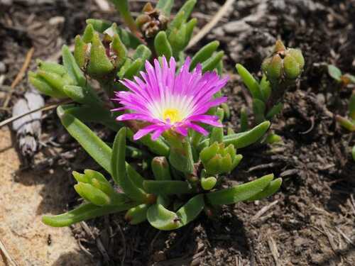 Image of Delosperma carolinense by (c) Andrew Hankey, some rights reserved (CC BY-SA)