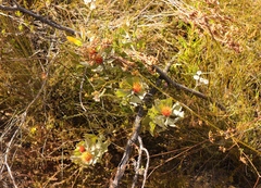 Leucospermum mundii