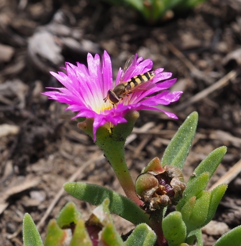Image of Delosperma carolinense by (c) Andrew Hankey, some rights reserved (CC BY-SA)