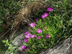 Delosperma carolinense