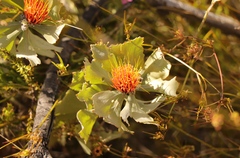 Leucospermum mundii