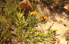 Leucospermum mundii