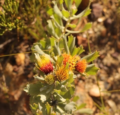 Leucospermum mundii