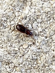 Stenolophini