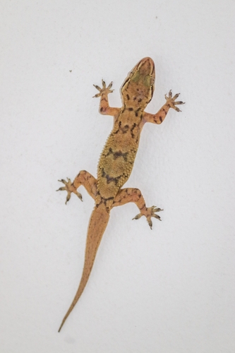 Sri Lanka Leaf-toed Gecko