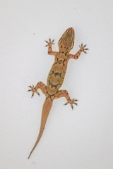 Hemidactylus depressus