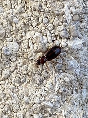 Stenolophini