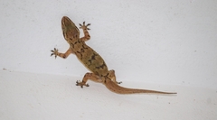 Hemidactylus depressus