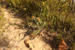 Leucospermum mundii