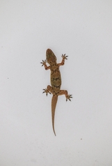 Hemidactylus depressus