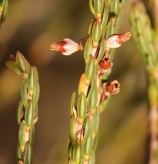 Erica articularis