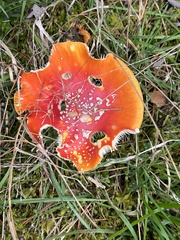 Amanita muscaria