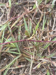 Bothriochloa bladhii