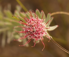 Leucospermum calligerum