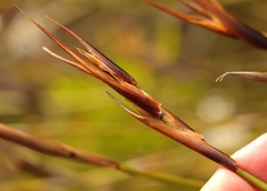 Ceratocaryum decipiens