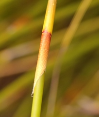 Ceratocaryum decipiens