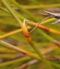 Ceratocaryum decipiens