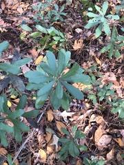 Morella caroliniensis