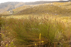 Ceratocaryum decipiens