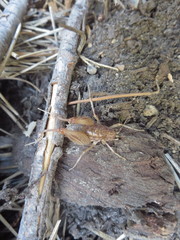 Pristoceuthophilus pacificus