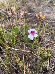 Pelargonium elegans