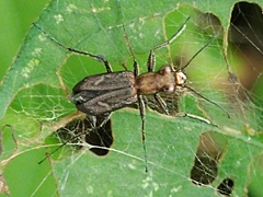 Cicindelinae