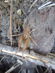 Pristoceuthophilus pacificus