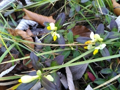 Polygaloides chamaebuxus