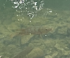 Mayaheros urophthalmus