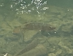 Mayaheros urophthalmus