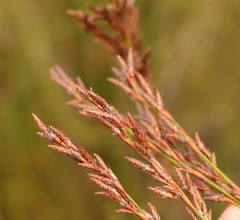 Restio sieberi