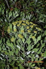 Notobubon galbanum