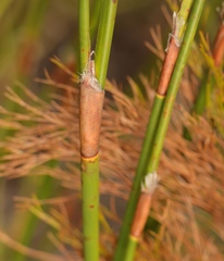 Restio sieberi