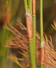 Restio sieberi