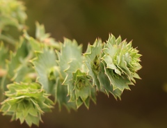 Cliffortia reniformis