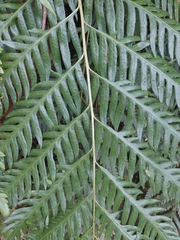 Woodwardia orientalis