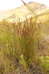 Restio sieberi